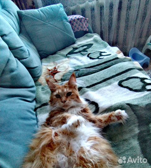 Кошка мейн кун