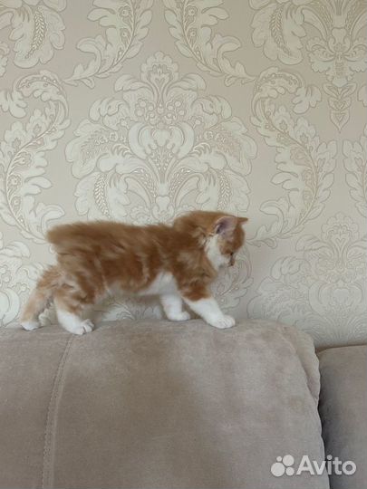 Котята курильский бобтейл