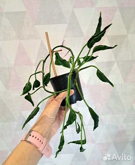 Сциндапсус