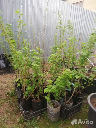 Черная смородина Вологда