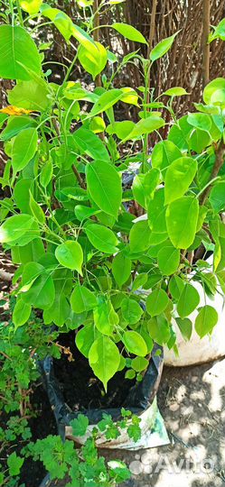 Груша саженцы