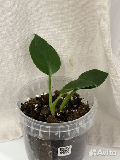 Филодендрон биркин