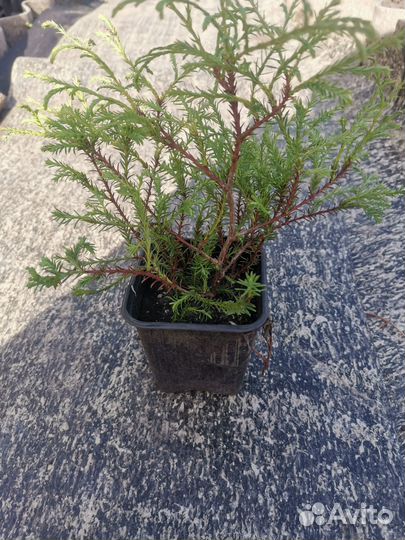 Садовые растения