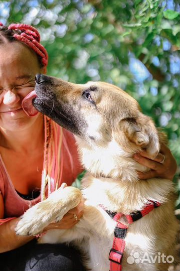 В добрые руки ищем семью