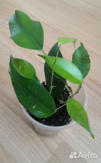 Фикус Бенджамина