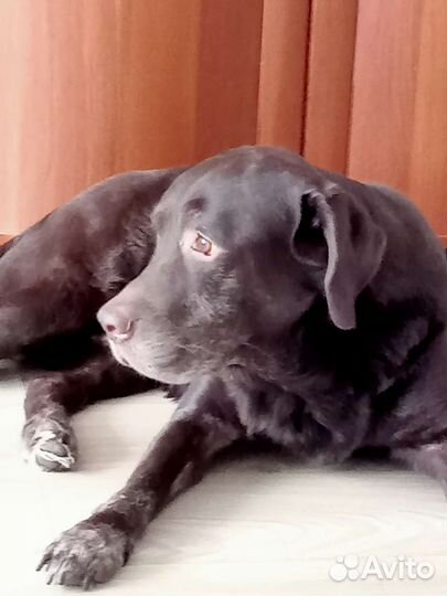 Лабрадор в добрые руки