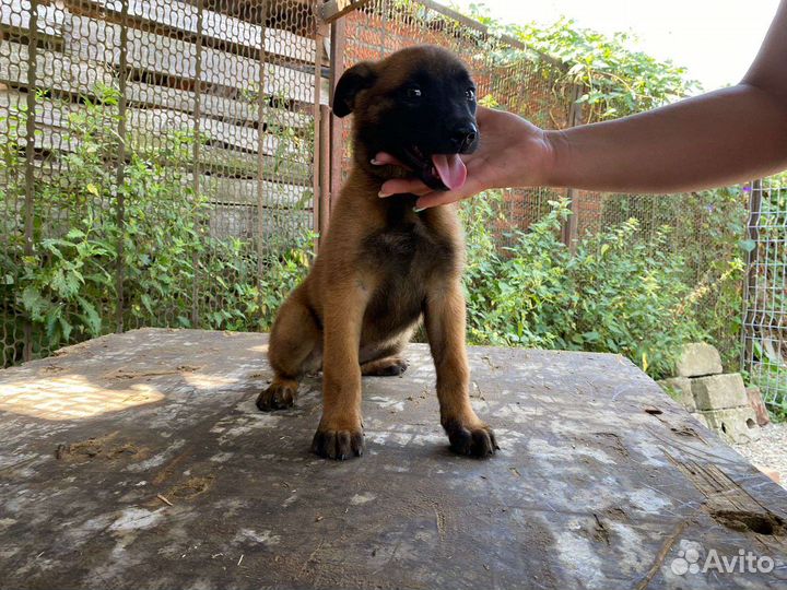 Бельгийская овчарка