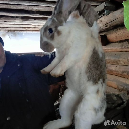 Кролик
