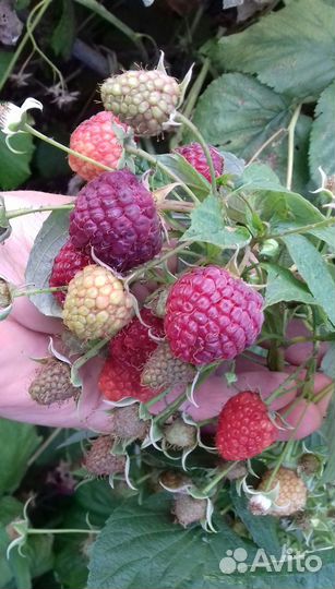 Саженцы малины ремонтантной, смородины