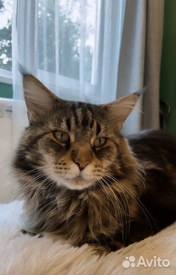 Кот мейн-кун вязка