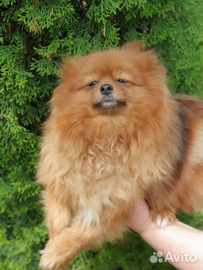 Шпиц подросток