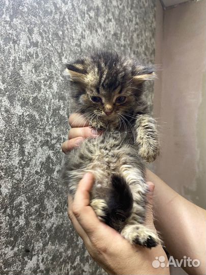 Котятам в приюте очень нужен дом