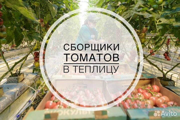 Сборщики томатов на вахту в Тульскую область