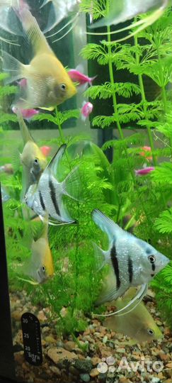 Скалярии золотистые, голубой ангел, зебра