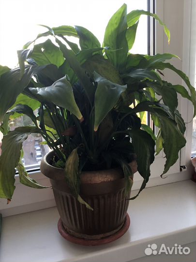 Комнатные растения цветы большие