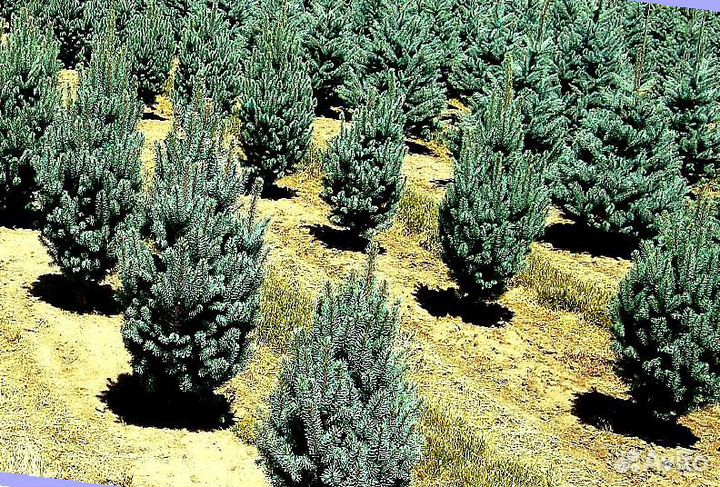 Голубая ель с доставкой