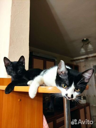 Кошка в дар бесплатно