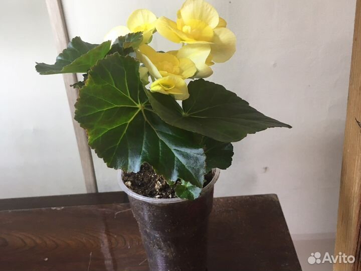 Бегония элатиор