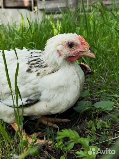 Цыплята куры несушки птица