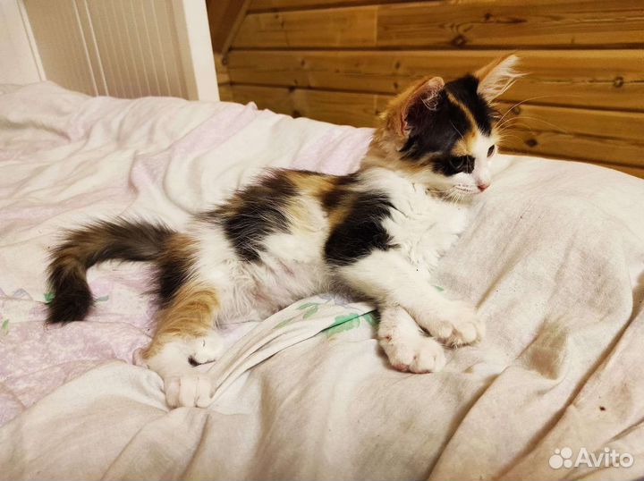 Котёнок в добрые руки Бесплатно