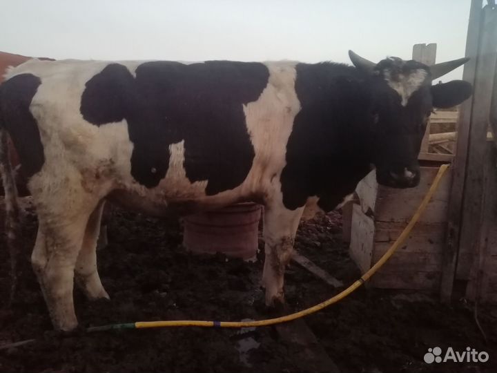 Две тёлки и бык