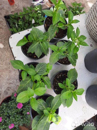 Гортензия ампельная крупнолистная