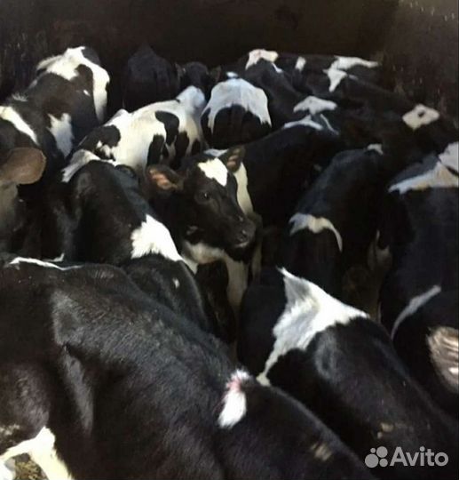 Телята бычки свежий завоз. от 1м месяцев