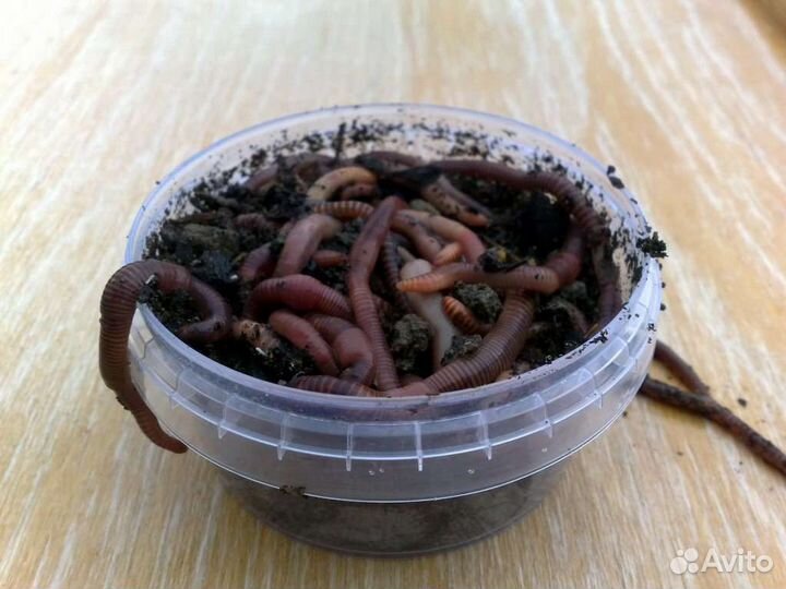 Черви - Дендробена Венета и навозник