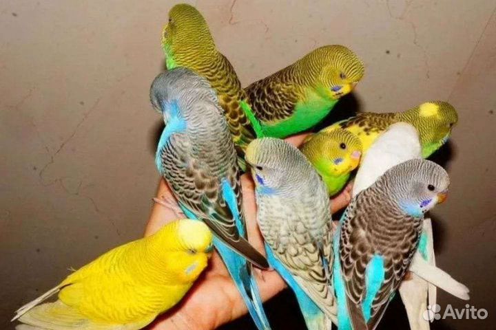 Волнистый попугай ручной