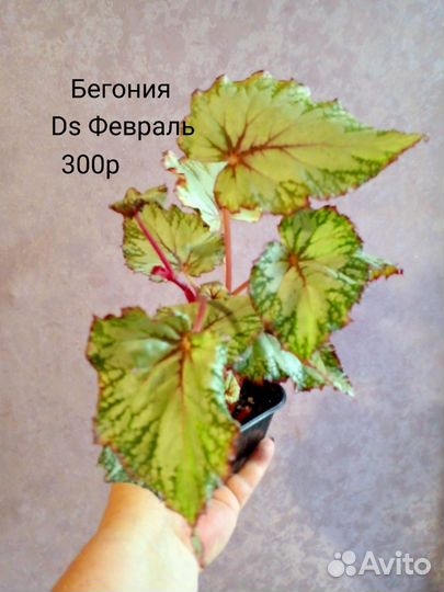 Бегония декоративно лиственная