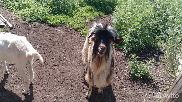 Продам козла