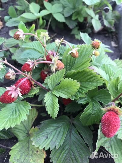 Земляника садовая