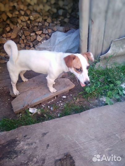 Джек Рассел терьер