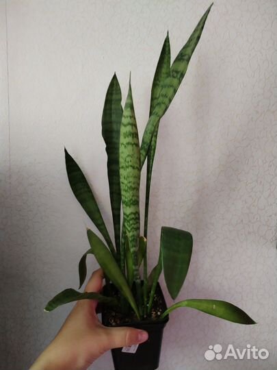 Сансевиерия