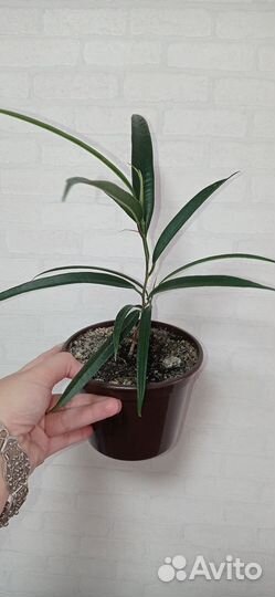 Фикус Али 2 шт в горшке 0.75 л