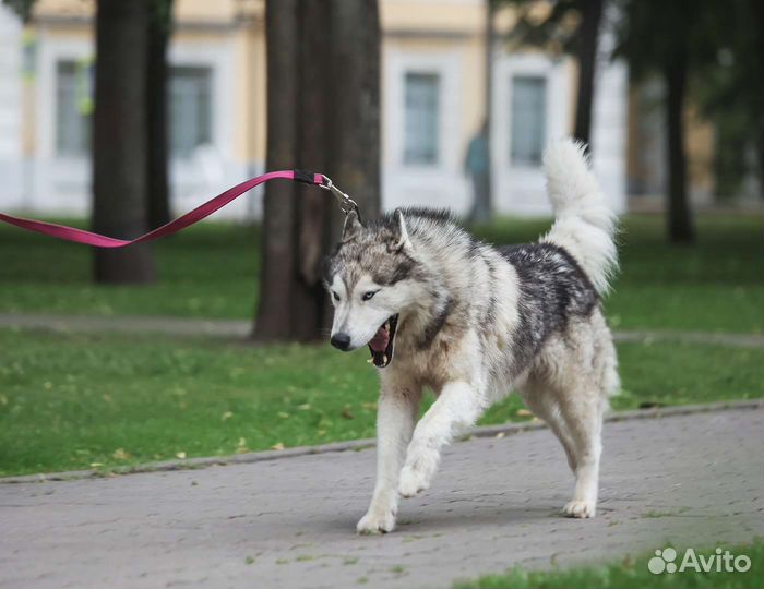 Хаски ищет дом