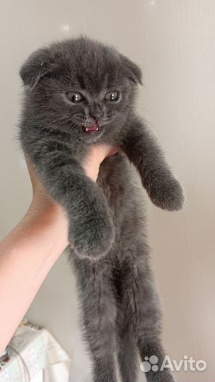 Шотландская вислоухая голубая