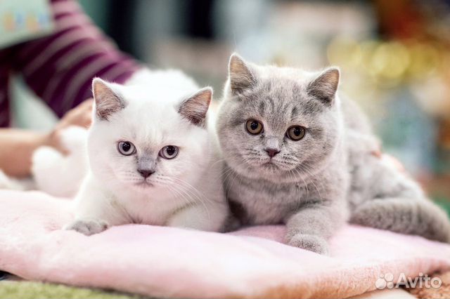 Британские лиловые котята, лиловый поинт объявление продам