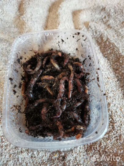 Червь дендробена