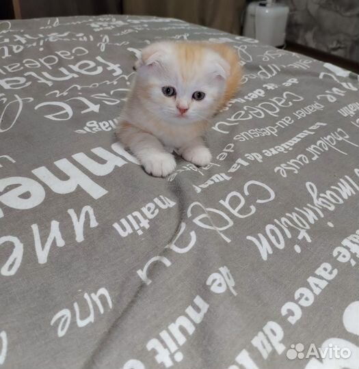 Шотландская вислоухая