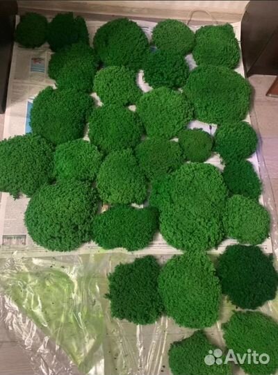 Мох для дизайна Королевский ягель кочка