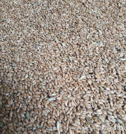 Пшеница озимая, Гречиха на корм/посев