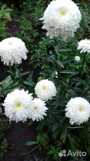 Многолетние садовые цветы