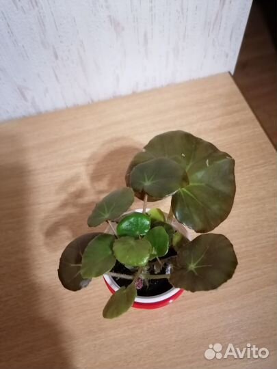 Орхидаструм,Бегония тигровая,Фиста