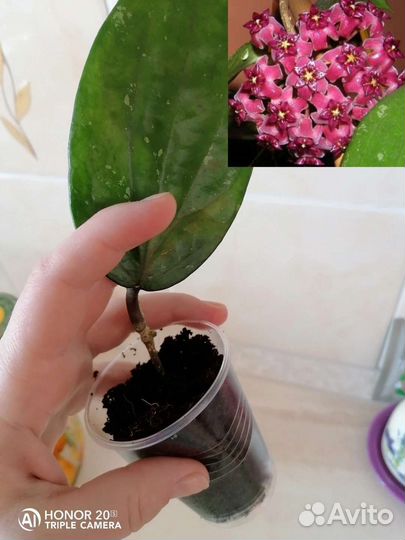 Набор хой N 2 из 8, 16 или 30 видов