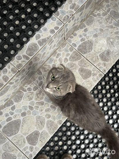 Кошка