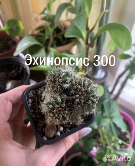 Суккуленты