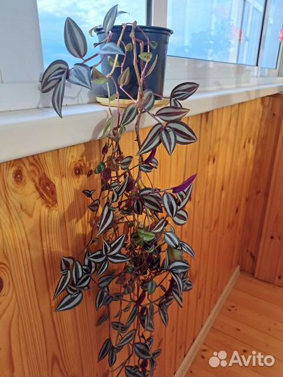 Традесканция