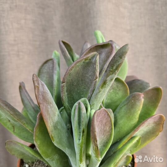 Каланхоэ Оракула ушки шрека