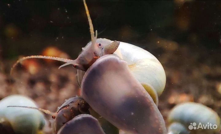 Аквариумные рыбки креветки улитки растения